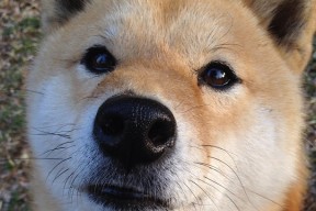 华体会体育-没有关键球基因的球队？哈利伯顿的冷静是一门失传的手艺