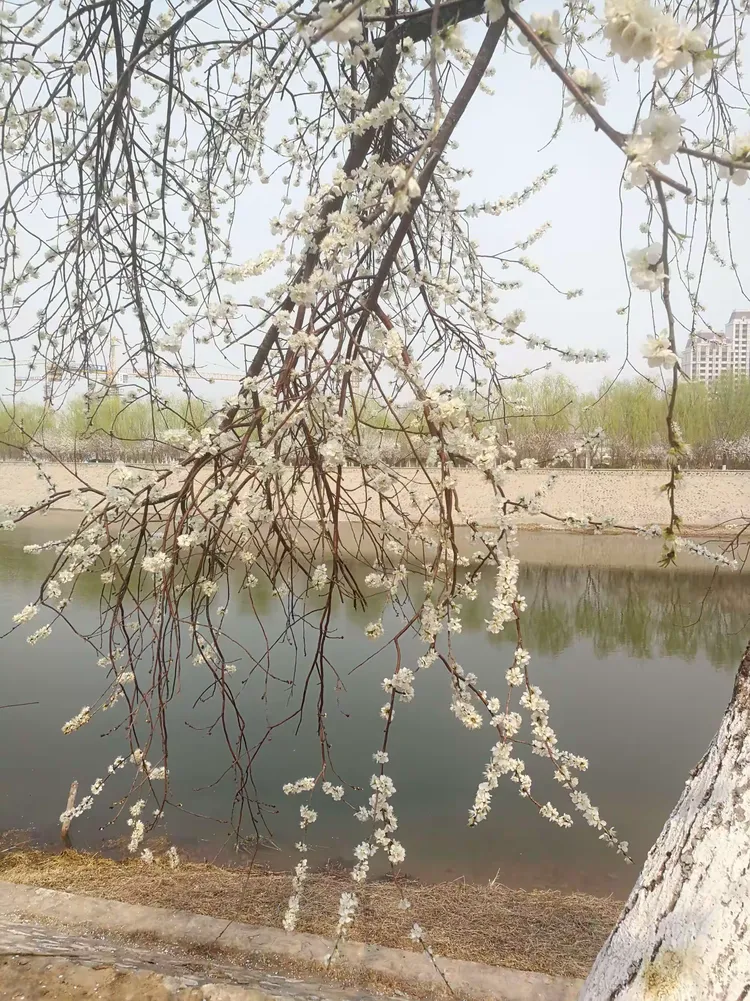 华体会登陆-包含北京北运河新冠军产生，庆祝盛大的词条  第2张